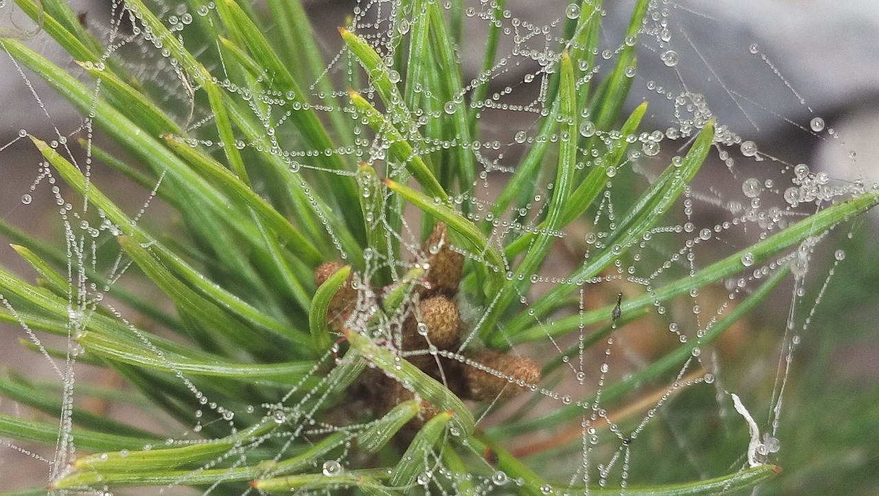 Exploring the Basics of Life with Philosophy in Biology